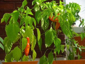 Banana-Peppers-plants