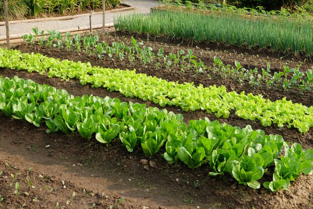 Top 5 Best Vegetable Fertilizers Reviews 2020 Buying Guide