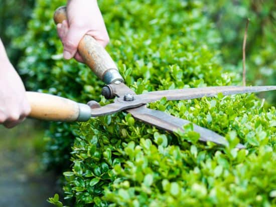 Best Hedge Shears