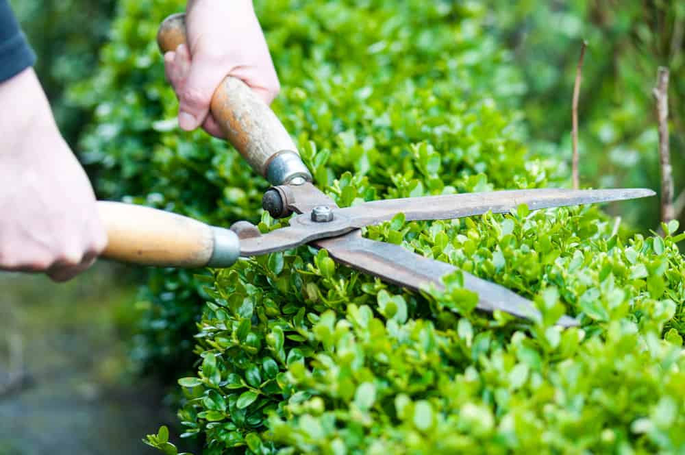 Top 5 Best Hedge Shears for Your Garden Reviews 2022 [Buying Guide]