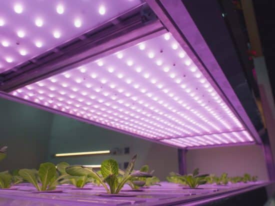 Best Indoor Growing Lights