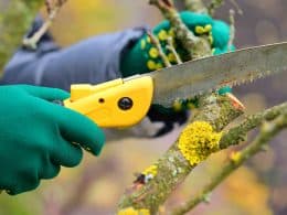 Best Pruning Saw