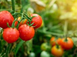 Best Tomato Fertilizer