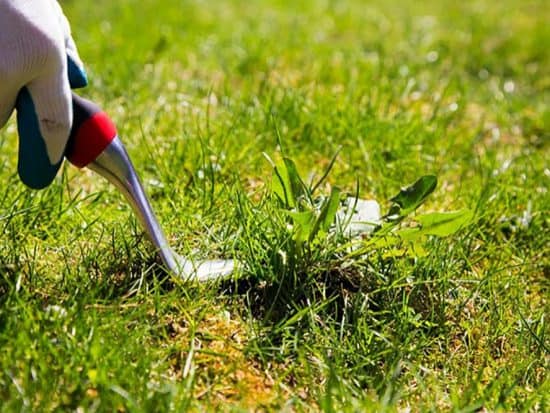 Best Weeding Tool