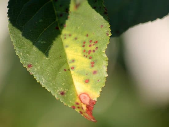 Cherry leaf spot