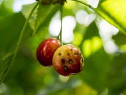 Cherry tree disease