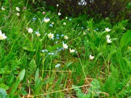 Chickweeds