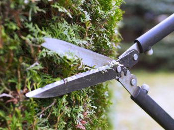 Cutting the hedge with garden shears