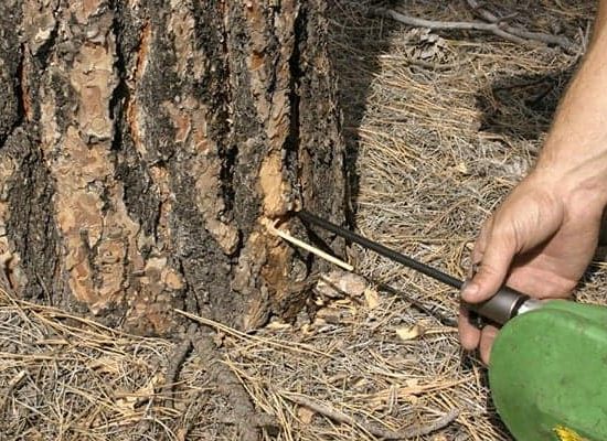 What Is The Best Way To Get Rid Of Pine Trees? – YDSF