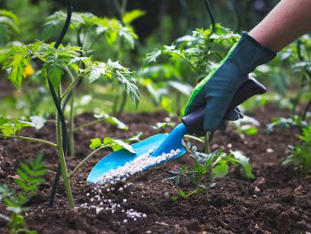 Farmer giving granulated fertilizer to young tomato plants