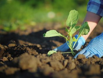 Female hands in gloves plant a small plant in the garden