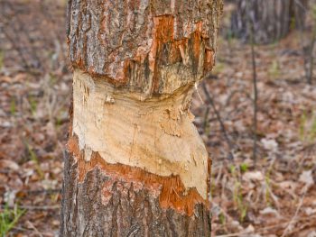 5 Tips on How to Kill a Pine Tree