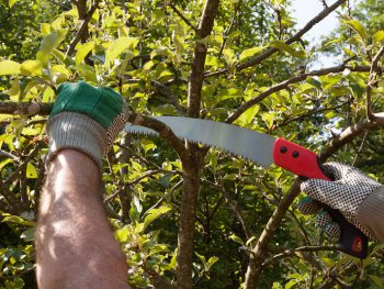 Pruning an apple tree with pruning saws