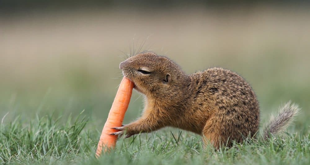 Squirrels Eat Carrots