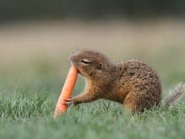 Squirrels Eat Carrots