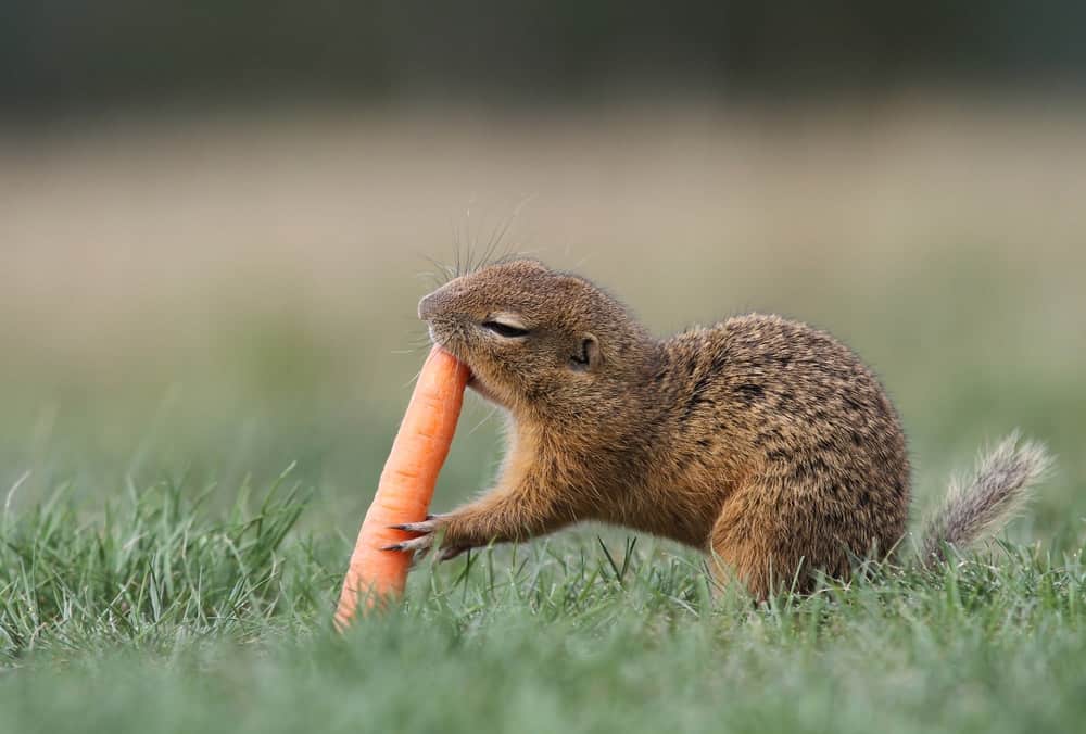 Do squirrels eat carrots we have the answers shary cherry
