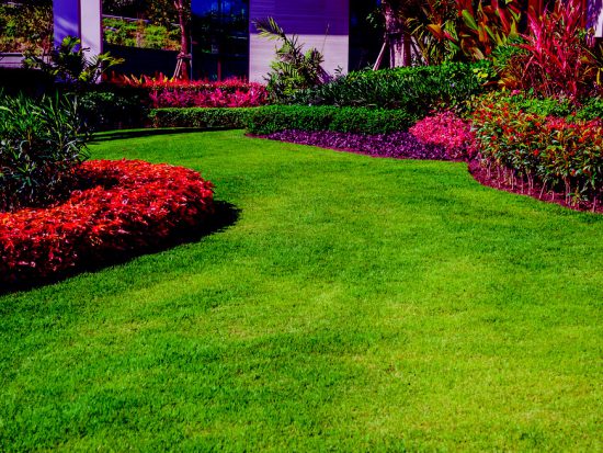 The front lawn for background