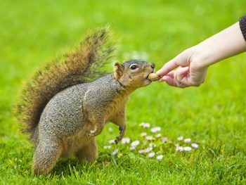 feeding squirrel