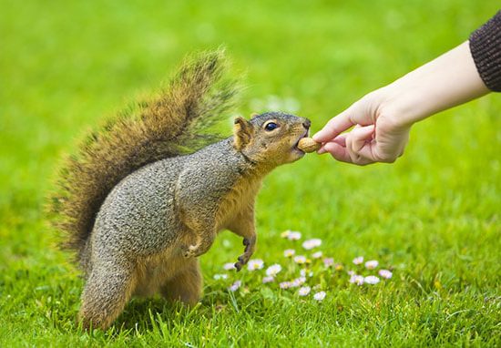 Do Squirrels Eat Carrots We Have The Answers Shary Cherry Do Squirrels Eat Carrots We Have The