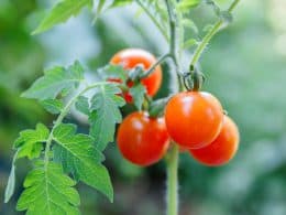 fresh red tomatoes on the plant