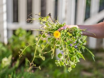 holding a handful of weeds from garden