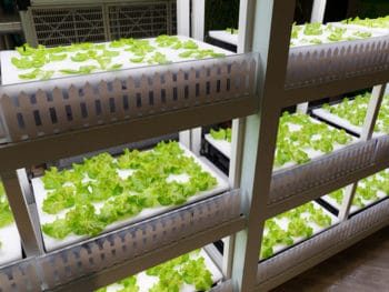 hydroponic-system