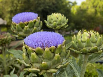 Artichokes in the Garden