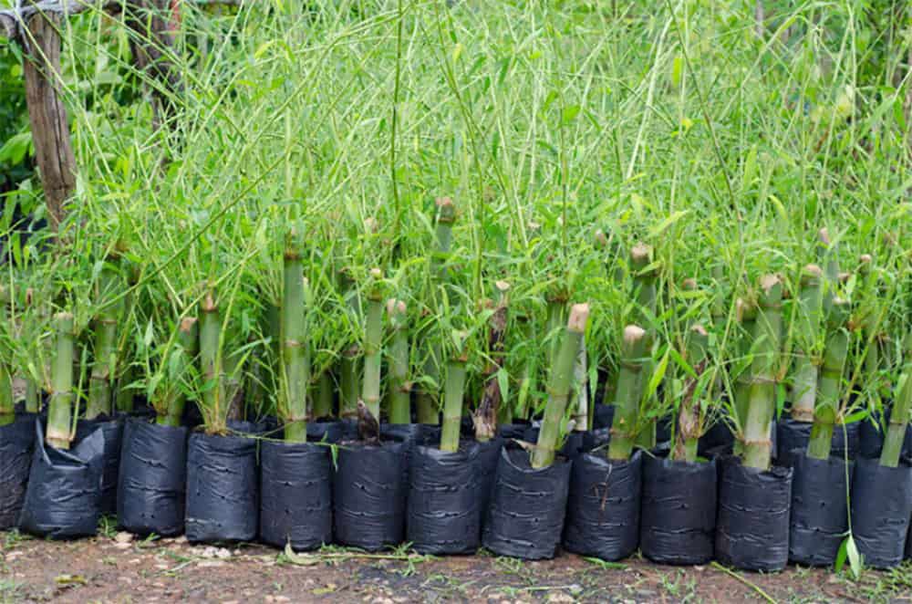 How to Grow Bamboo from Its Cuttings Shary Cherry