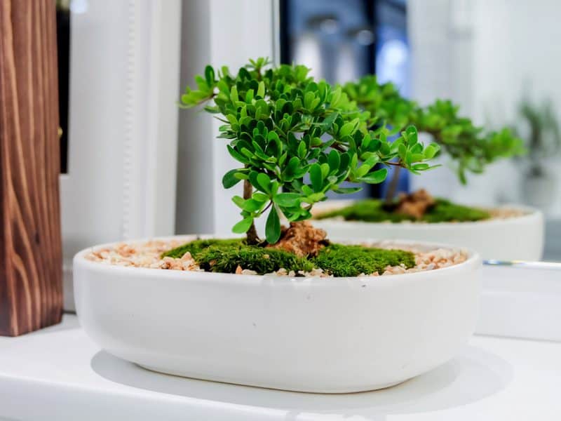 Bonsai Trees