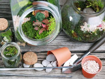 Bottle terrarium with Miniature succulent plants