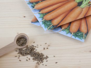 Carrot Seeds