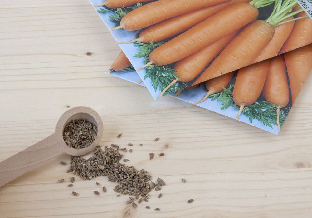 Where Do Carrot Seeds Come From? We Have Answers! Shary Cherry