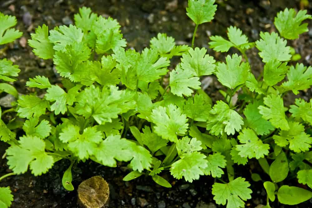 How to Trim Cilantro for Proper Care Shary Cherry
