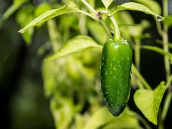 When to Pick Jalapenos? We Have Answers! - Shary Cherry