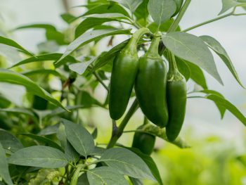 Jalapenos Plant