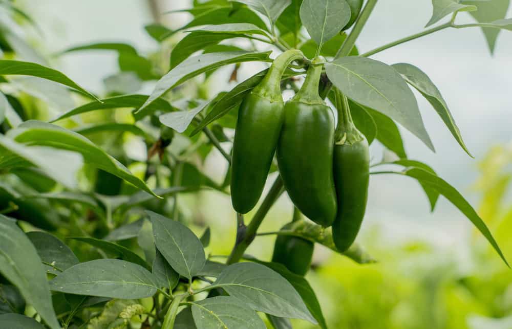 When to Pick Jalapenos? We Have Answers! Shary Cherry