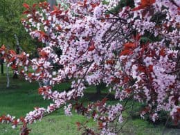 Plum Tree