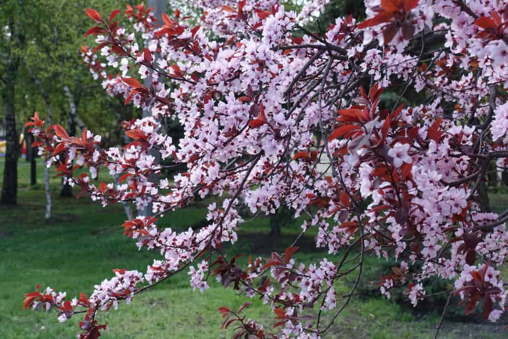When Do Plum Trees Bloom We Have Answers Shary Cherry when-do-plum-trees-bloom-we-have-answers-shary-cherry