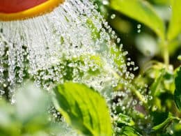 Watering the plants