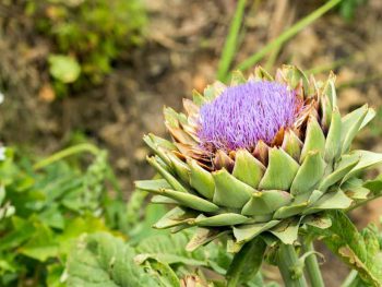 artichoke