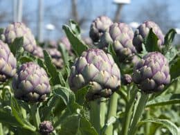 artichoke plant