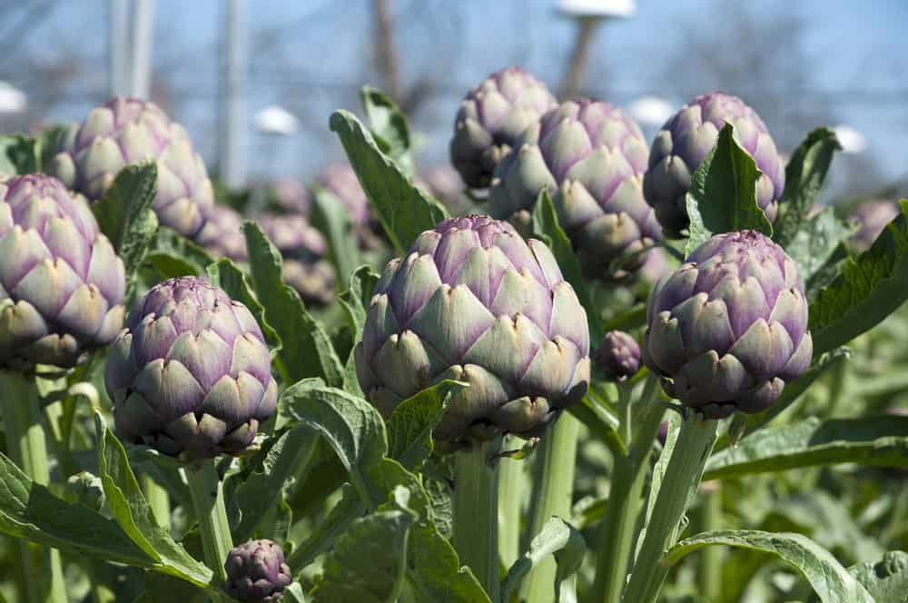 When to Harvest Artichokes? All You Need to Know! Shary Cherry