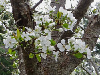 plum trees bloom
