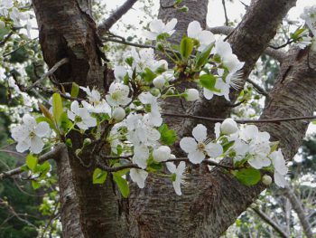 When Do Plum Trees Bloom? We Have Answers!