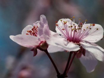 plum trees blooming