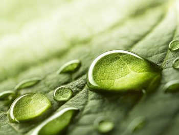 water on a green leaf