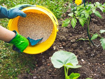 Tomato-Fertilizer-Varieties